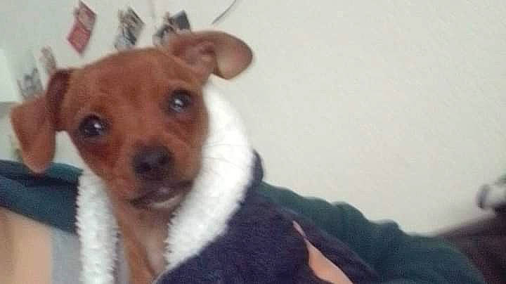 Randy a rejoint le concours — aidez-le/la à gagner de superbes lots ! canidae, carnivore, chihuahua, companion_dog, dog, dog_breed, ear, fawn, mammal, miniature_pinscher, puppy, rare_breed_dog, rat_terrier, snout, toy_dog, vertebrate