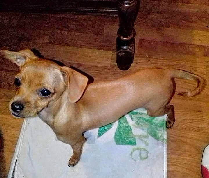 Randy a rejoint le concours — aidez-le/la à gagner de superbes lots ! canidae, carnivore, chihuahua, companion_dog, dachshund, dog, dog_breed, ear, fawn, mammal, miniature_pinscher, puppy, snout, sporting_group, toy_dog, vertebrate