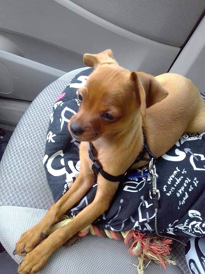 Randy participe au concours pour gagner de l'argent avec cette photo : beagador, canidae, carnivore, chihuahua, companion_dog, dog, dog_breed, fawn, mammal, miniature_pinscher, puppy, snout, sporting_group, toy_dog