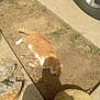 animal, cat, concrete, daytime, dirt, ear, grass, ground, lying_down, mammal, nature, orange_tabby, outdoor, pet, relaxed, rocks, shadow, sunlight, tail, whiskers