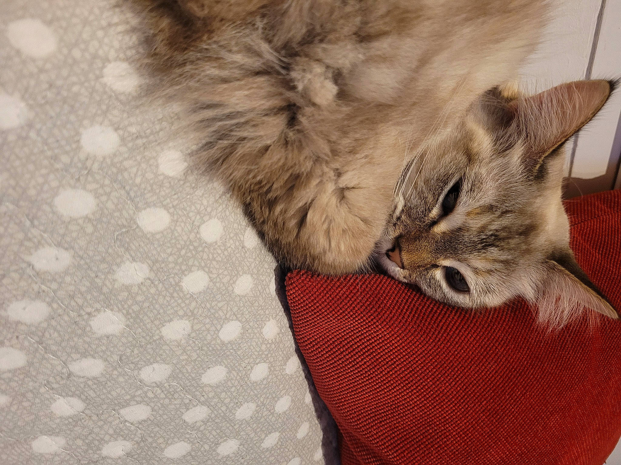 Ninine participe au concours pour gagner de l'argent avec cette photo : british_longhair, carnivore, cat, claw, comfort, couch, domestic_short_haired_cat, fawn, felidae, fur, grey, linens, nap, pattern, paw, sleep, small_to_medium_sized_cats, snout, tail, whiskers