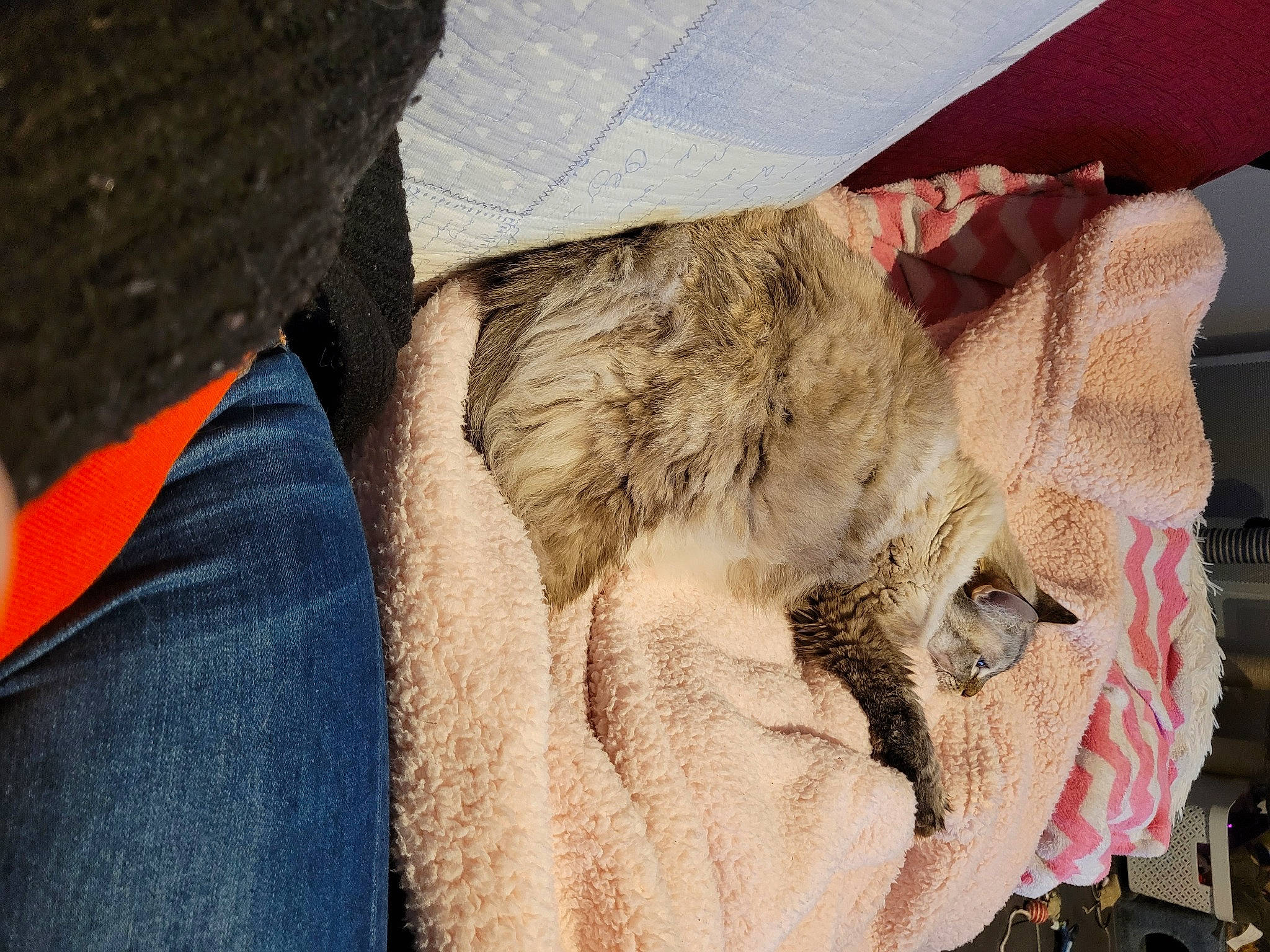 Ninine participe au concours pour gagner de l'argent avec cette photo : big_cats, canidae, denim, eyewear, fawn, felidae, flesh, fur, grass, history, pattern, small_to_medium_sized_cats, snout, sporting_group, terrestrial_animal, whiskers, wool, working_animal, wrinkle