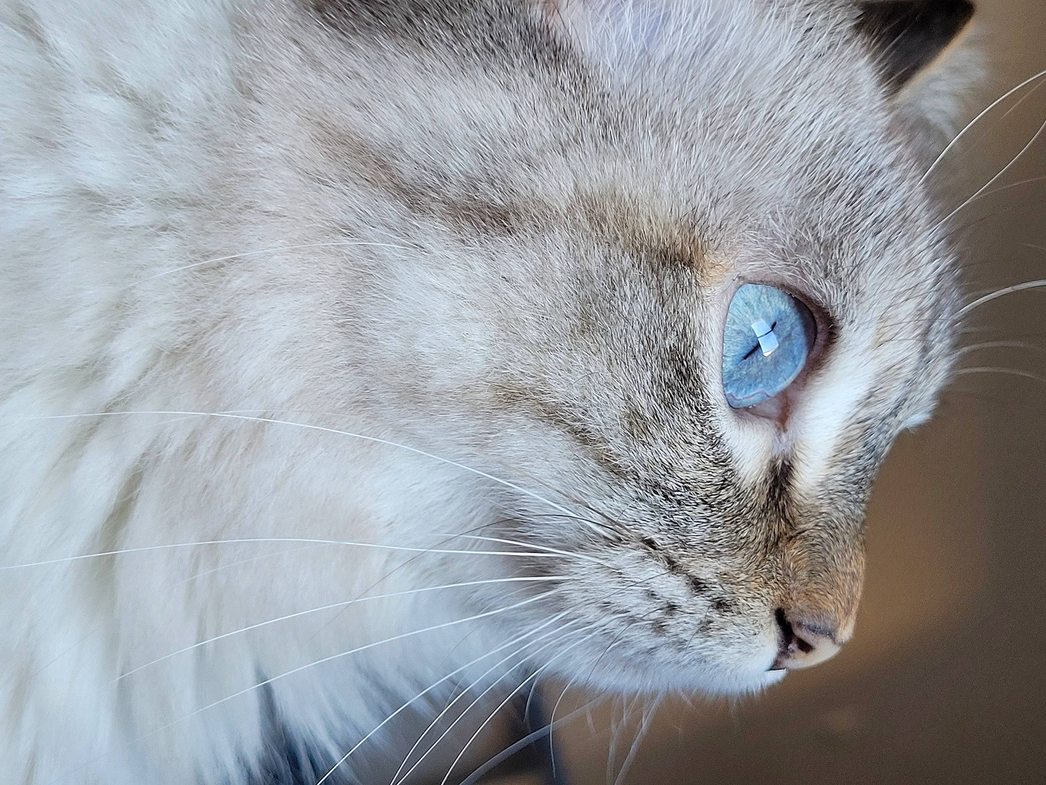Ninine participe au concours pour gagner de l'argent avec cette photo : birman, carnivore, cat, domestic_short_haired_cat, electric_blue, fawn, felidae, fur, small_to_medium_sized_cats, snout, terrestrial_animal, whiskers, wildlife