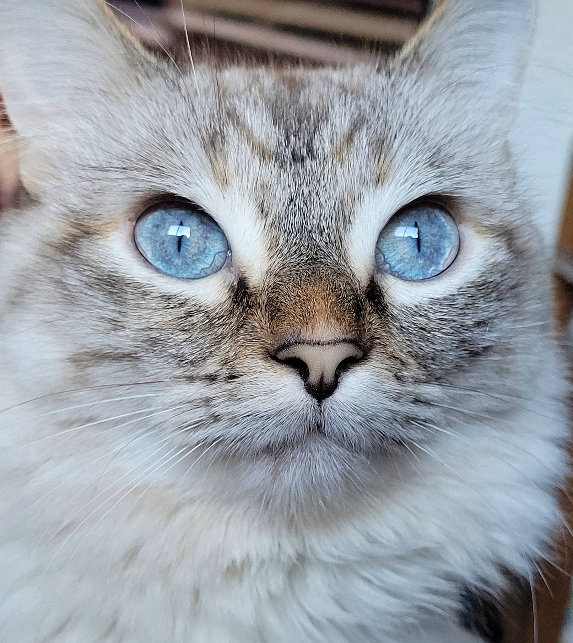 Ninine a rejoint le concours — aidez-le/la à gagner de superbes lots ! birman, carnivore, cat, close_up, domestic_short_haired_cat, felidae, fur, mammal, small_to_medium_sized_cats, snout, terrestrial_animal, vertebrate, whiskers, window