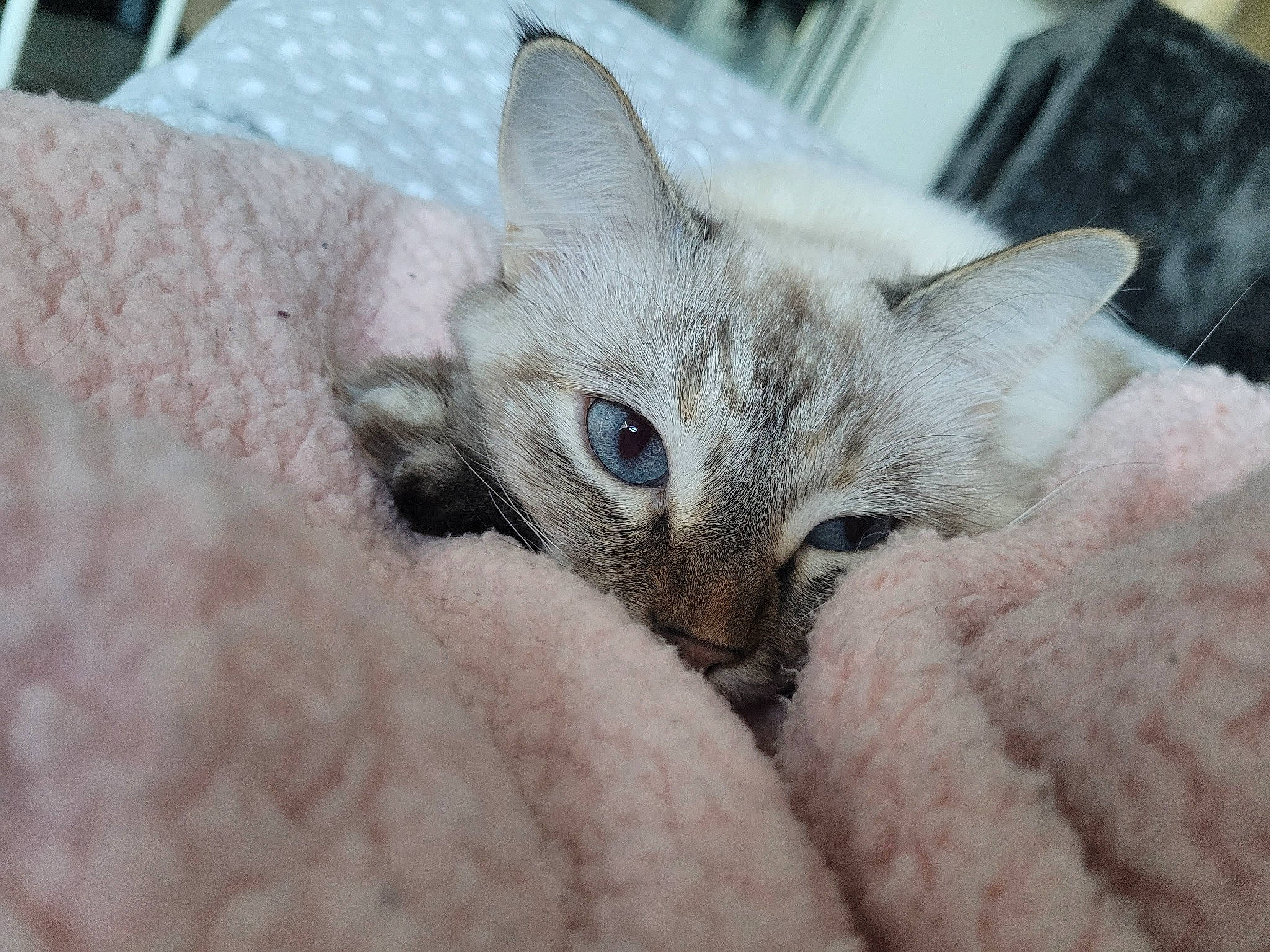 Ninine a rejoint le concours — aidez-le/la à gagner de superbes lots ! carnivore, cat, cat_bed, cat_furniture, cat_supply, claw, close_up, comfort, domestic_short_haired_cat, eye, fawn, felidae, fur, grey, head, nap, paw, small_to_medium_sized_cats, snout, whiskers