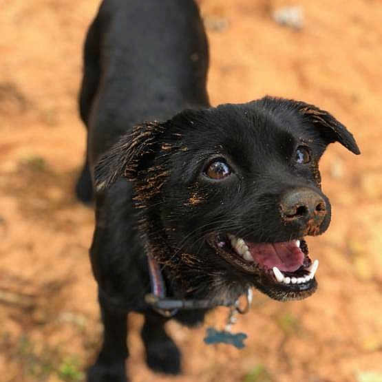 Theta joined the competition — help win amazing prizes! borador, canidae, carnivore, dog, dog_breed, flat_coated_retriever, labrador_retriever, mammal, rare_breed_dog, snout, sporting_group, vertebrate