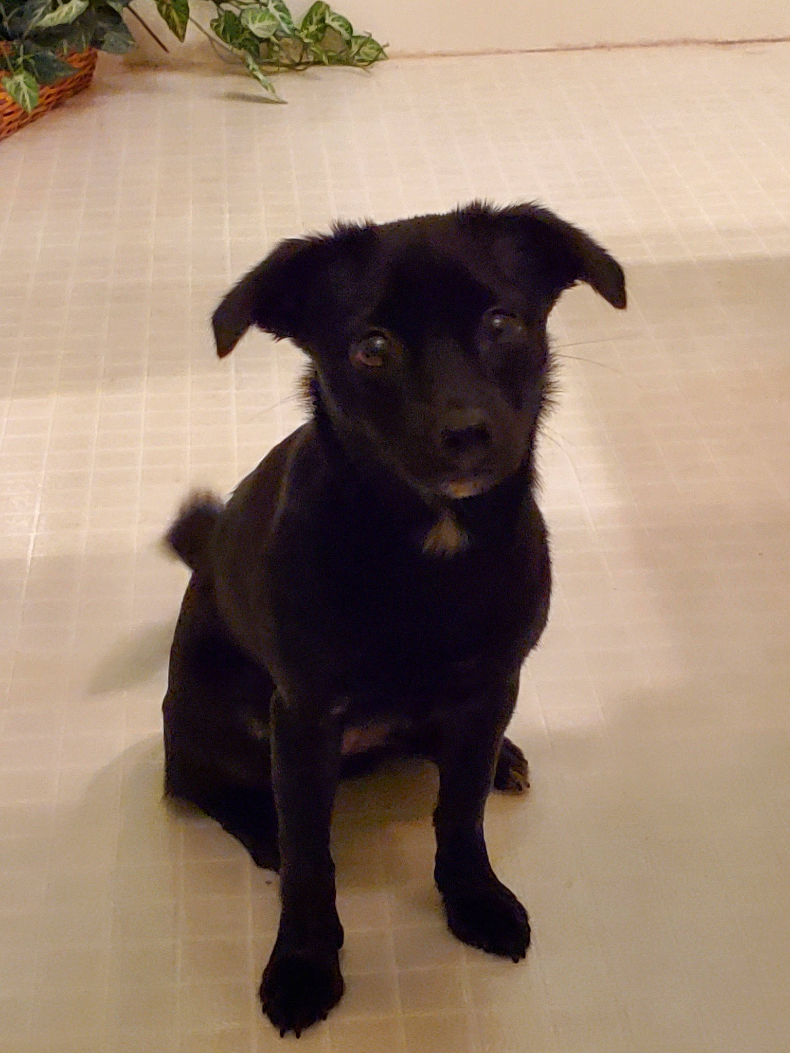 Theta is registered to the contest to win money with this photo: beagador, borador, canidae, carnivore, companion_dog, dog, dog_breed, formosan_mountain_dog, labrador_retriever, mammal, patterdale_terrier, puppy, rare_breed_dog, snout, sporting_group, street_dog