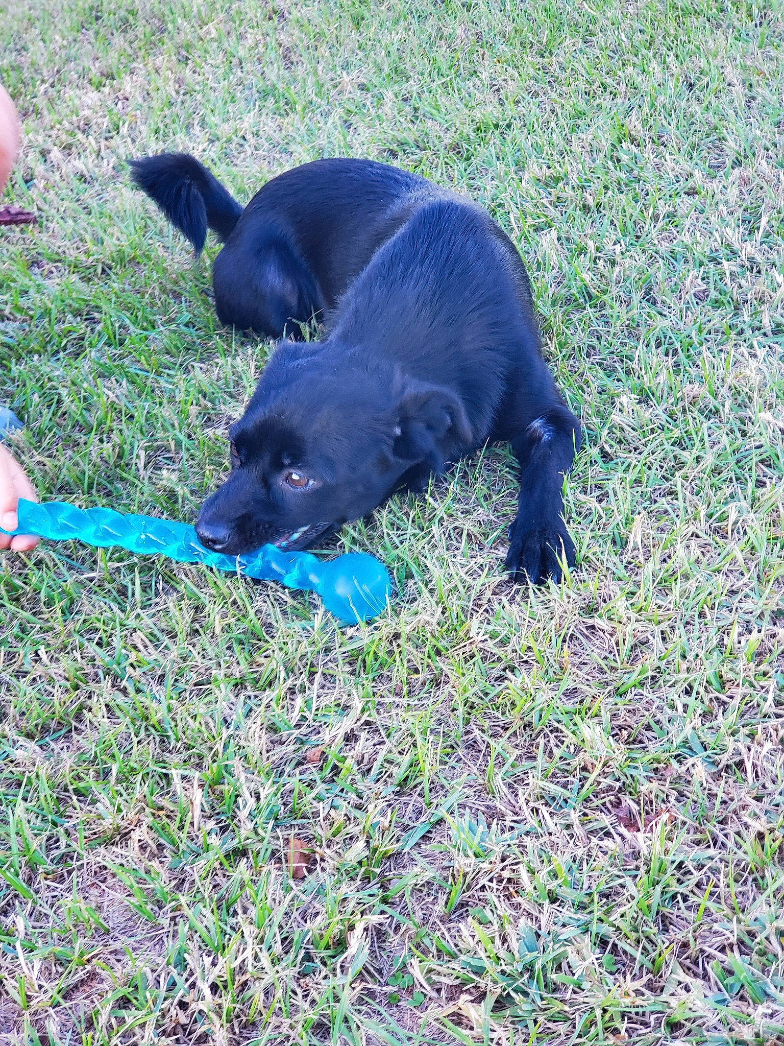 Theta is registered to the contest to win money with this photo: canidae, carnivore, dog, dog_breed, flat_coated_retriever, grass, labrador_retriever, patterdale_terrier, puppy, sporting_group