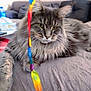 cat, gray_cat, fluffy, long_hair, pet, indoor, toy, feather_toy, focused, curious, blanket, texture, living_room, couch, furniture, animal, whiskers, ears, paw, relaxed