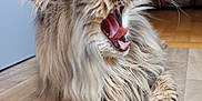 Yvi participe au concours pour gagner de l'argent avec cette photo : cat, fluffy, yawning, whiskers, indoor, wooden_floor, pet, feline, animal, long_hair, mouth_open, teeth, relaxed, paw, tabby, cute, domestic_cat, fur, close_up, resting