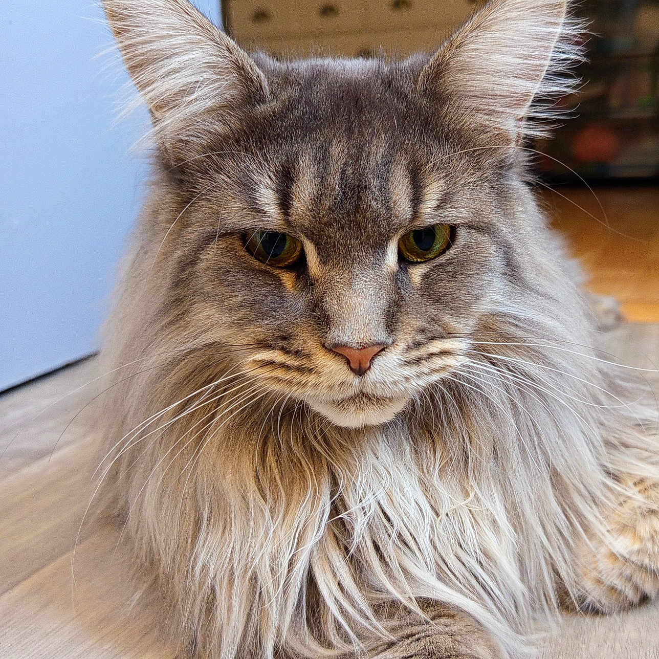 Yvi participe au concours pour gagner de l'argent avec cette photo : animal, brown, cat, close_up, domestic_cat, ears, feline, floor, fur, gray, indoor, laying, long_hair, muzzle, paw, pet, portrait, relaxed, tufts, whiskers