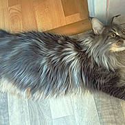 Yvi participe au concours pour gagner de l'argent avec cette photo : cat, long_hair, stretching, floor, wooden_floor, curious, pet, indoor, feline, tabby, animal, whiskers, ears, tail, paws, relaxed, home, domestic, fur, looking_up