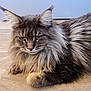 cat, fluffy, long_hair, yellow_eyes, lying_down, wooden_floor, pet, feline, domestic_animal, indoor, close_up, portrait, muzzle, whiskers, ears, fur, relaxed, animal, cute, tabby