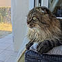 cat, fluffy, long_hair, pet, indoor, window, screen_door, cushion, wicker_chair, looking_outside, side_view, animal, feline, relaxed, domestic_cat, home, sunlight, garden, curious, paw