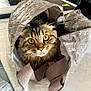 cat, tabby_cat, pet, animal, curious, bag, reusable_bag, indoor, table, household, plush_toy, furniture, furry, closeup, cute, wide_eyes, curled_up, domestic, soft_light, cozy