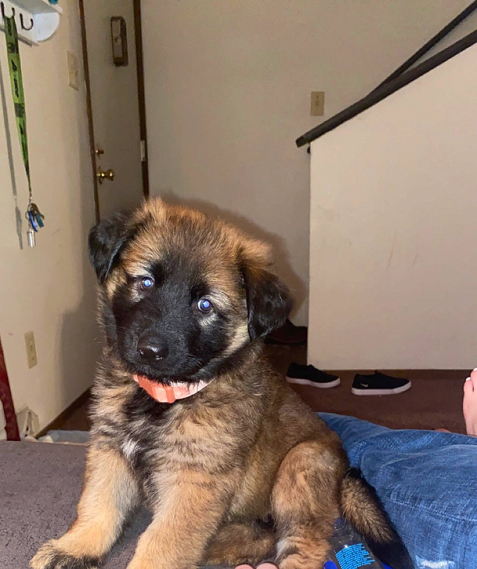 Draka joined the competition — help win amazing prizes! canidae, carnivore, companion_dog, dog, dog_breed, door, estrela_mountain_dog, fawn, fur, leonberger, liver, non_sporting_group, puppy, sporting_group, terrestrial_animal, working_animal, working_dog