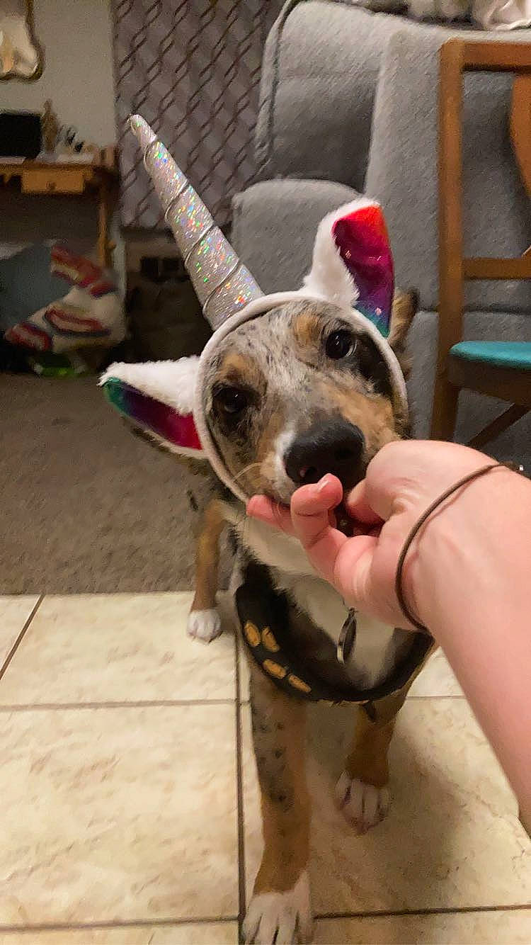 Clutch joined the competition — help win amazing prizes! canidae, carnivore, chair, collar, companion_dog, dog, dog_breed, dog_supply, ear, fawn, fur, non_sporting_group, paw, snout, sporting_group, whiskers, working_animal