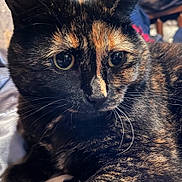 Harvey joined the competition — help win amazing prizes! cat, tortoiseshell, close_up, pet, feline, whiskers, fur, eyes, animal, domestic_animal, cute, portrait, indoor, resting, curious, soft_light, detail, face, mammal, companion