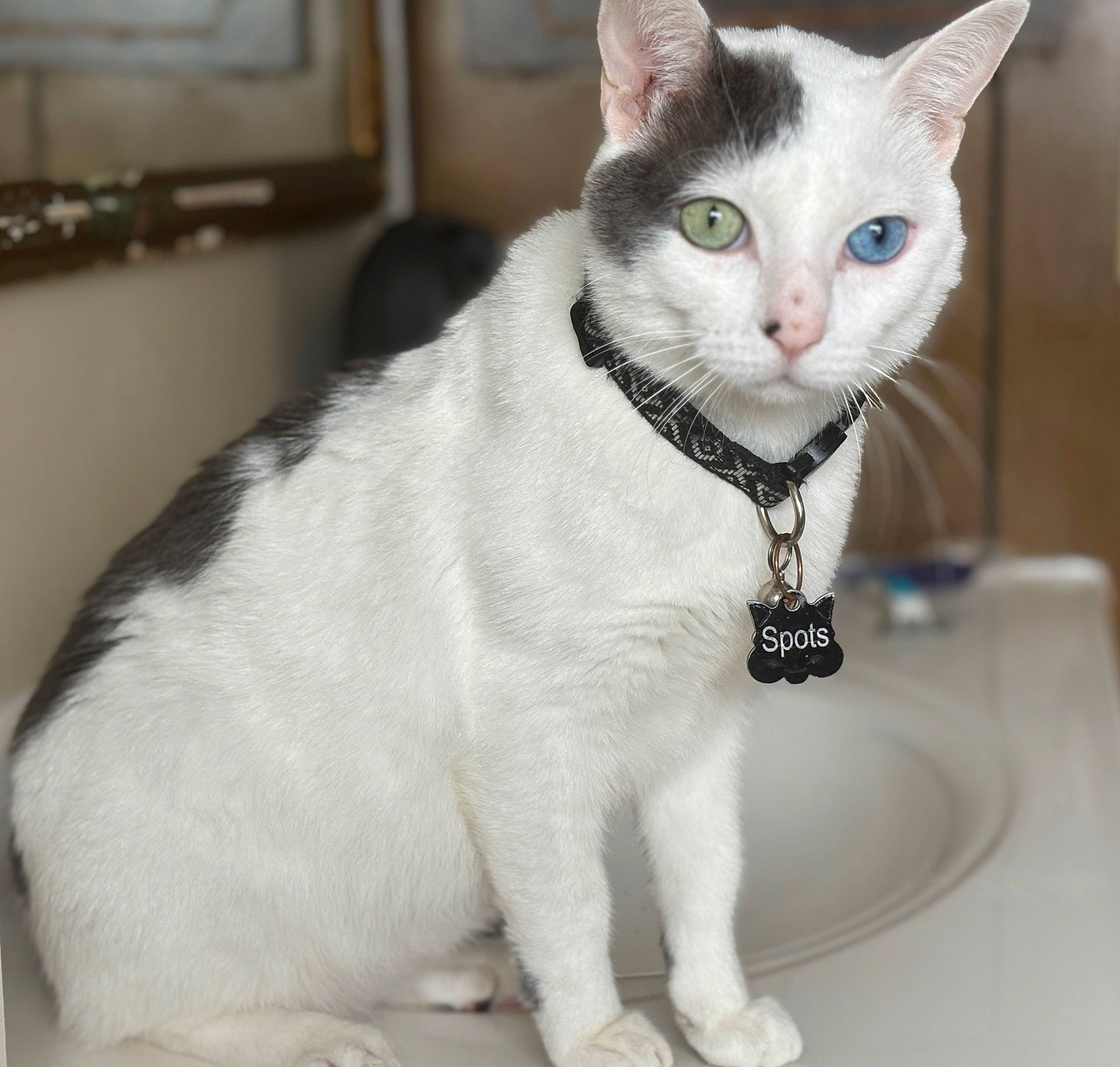 Spots is registered to the contest to win money with this photo: carnivore, cat, collar, dishware, domestic_short_haired_cat, felidae, fur, paw, pet_supply, picture_frame, plumbing_fixture, sink, small_to_medium_sized_cats, snout, tail, tap, television, water, whiskers