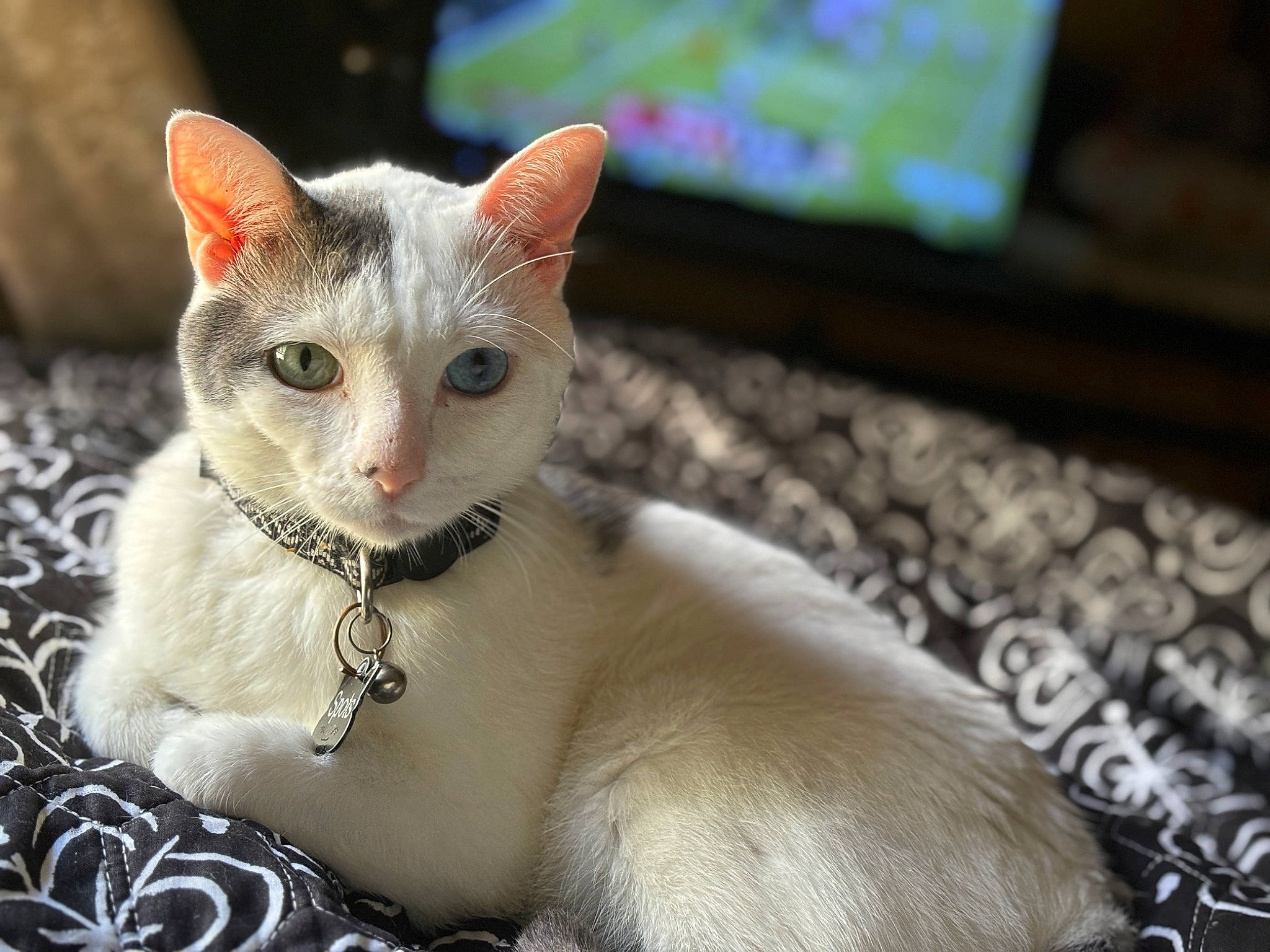 Spots joined the competition — help win amazing prizes! carnivore, cat, cat_supply, claw, collar, domestic_short_haired_cat, fawn, felidae, fur, paw, pet_supply, photo_caption, sitting, small_to_medium_sized_cats, snout, tail, terrestrial_animal, toy, whiskers, window