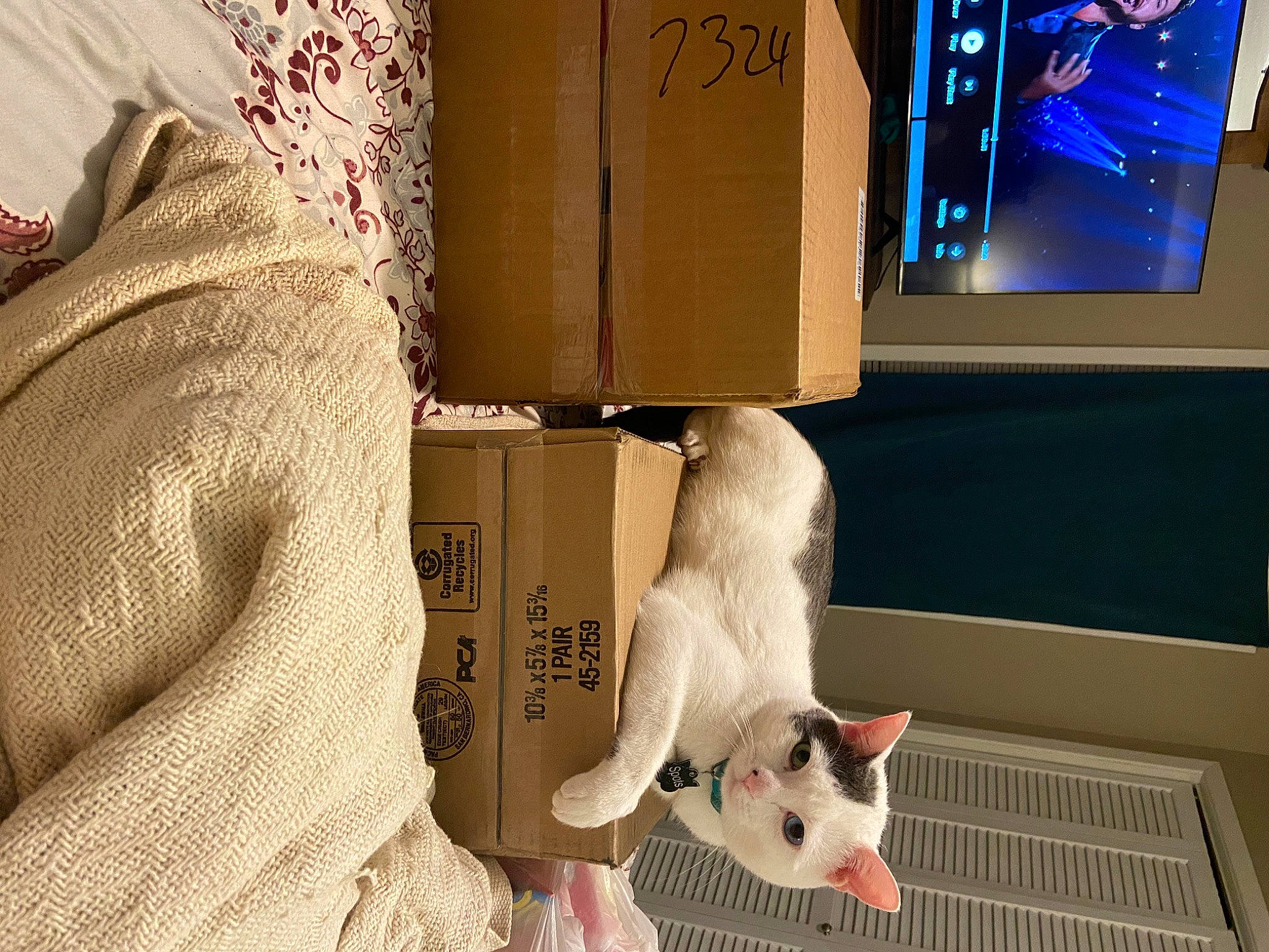 Spots joined the competition — help win amazing prizes! cardboard, carnivore, cat, comfort, display_device, domestic_short_haired_cat, fawn, felidae, flooring, fur, linens, paw, pet_supply, publication, room, small_to_medium_sized_cats, tail, whiskers, white, wood