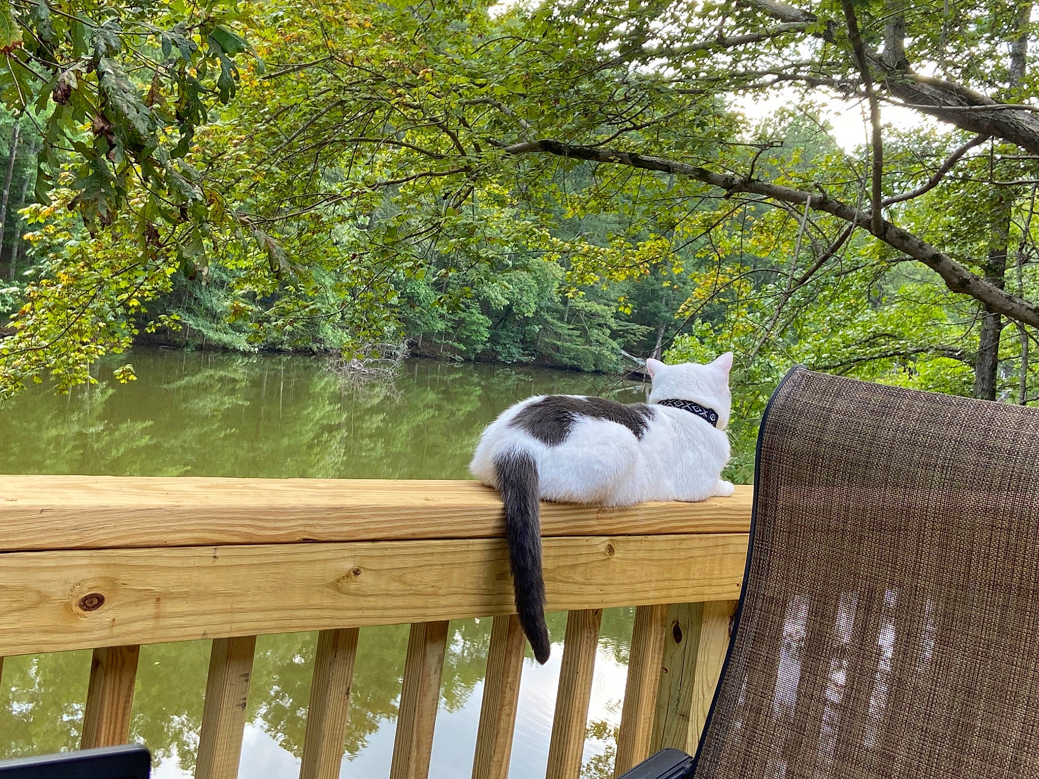 Spots is registered to the contest to win money with this photo: deck, fence, forest, garden, grass, hardwood, lake, landscape, leisure, natural_landscape, outdoor_furniture, plant, reservoir, shade, tail, tree, walkway, water, wildlife, wood