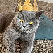 Yankee a rejoint le concours — aidez-le/la à gagner de superbes lots ! cat, gray_cat, golden_eyes, crown, paper_crown, sofa, couch, furniture, pet, animal, indoor, relaxed, closeup, portrait, feline, whiskers, paw, texture, home, resting