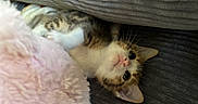 Arlo is registered to the contest to win money with this photo: kitten, cat, pet, fur, cute, cozy, blanket, soft, cushion, indoor, resting, texture, small, animal, whiskers, playful, curious, sleepy, closeup, young