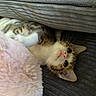 kitten, cat, pet, fur, cute, cozy, blanket, soft, cushion, indoor, resting, texture, small, animal, whiskers, playful, curious, sleepy, closeup, young