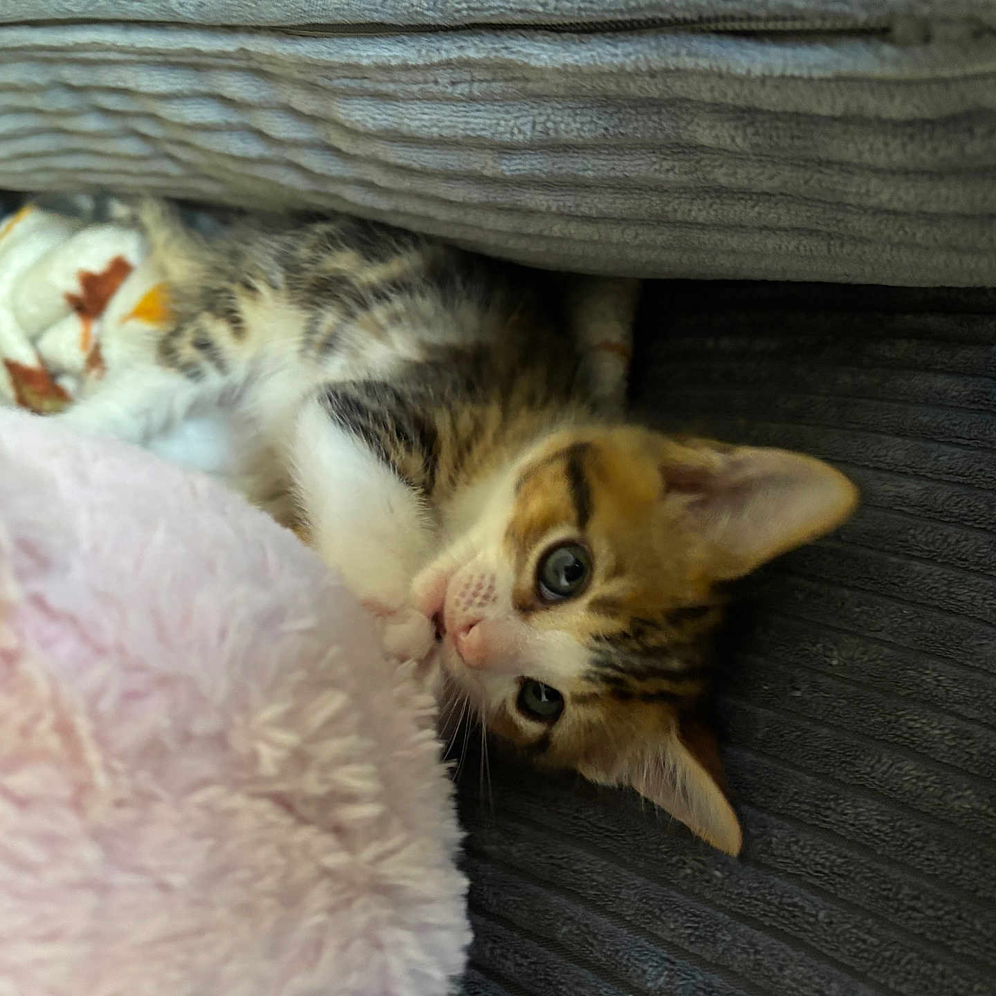 Arlo is registered to the contest to win money with this photo: kitten, cat, pet, cute, cozy, cushion, plush_toy, indoor, small, fur, whiskers, curious, resting, soft, nap, closeup, striped, tabby, young, playful