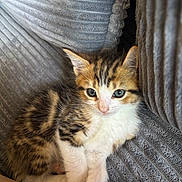 Arlo is registered to the contest to win money with this photo: kitten, cat, animal, pet, feline, fur, cute, green_eyes, resting, cozy, blanket, soft, striped, young, small, whiskers, indoor, mammal, adorable, curious