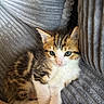 kitten, cat, animal, pet, feline, fur, cute, green_eyes, resting, cozy, blanket, soft, striped, young, small, whiskers, indoor, mammal, adorable, curious