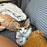 Arlo is registered to the contest to win money with this photo: kitten, cat, pet, cute, feline, indoor, cozy, plush_toy, blanket, couch, soft, fur, small, animal, young, domestic_animal, whiskers, ears, paw, resting