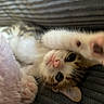 Arlo is registered to the contest to win money with this photo: kitten, cat, paw, stretching, cute, feline, pet, animal, closeup, indoor, soft, blanket, cozy, fur, whiskers, playful, young, adorable, relaxed, couch