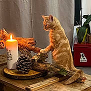 Michka participe au concours pour gagner de l'argent avec cette photo : cat, kitten, orange_cat, candle, pinecone, wood, rustic, table, indoor, plant, curious, pet, feline, decor, cozy, lighting, driftwood, orange, furniture, home