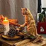 cat, kitten, orange_cat, candle, pinecone, wood, rustic, table, indoor, plant, curious, pet, feline, decor, cozy, lighting, driftwood, orange, furniture, home