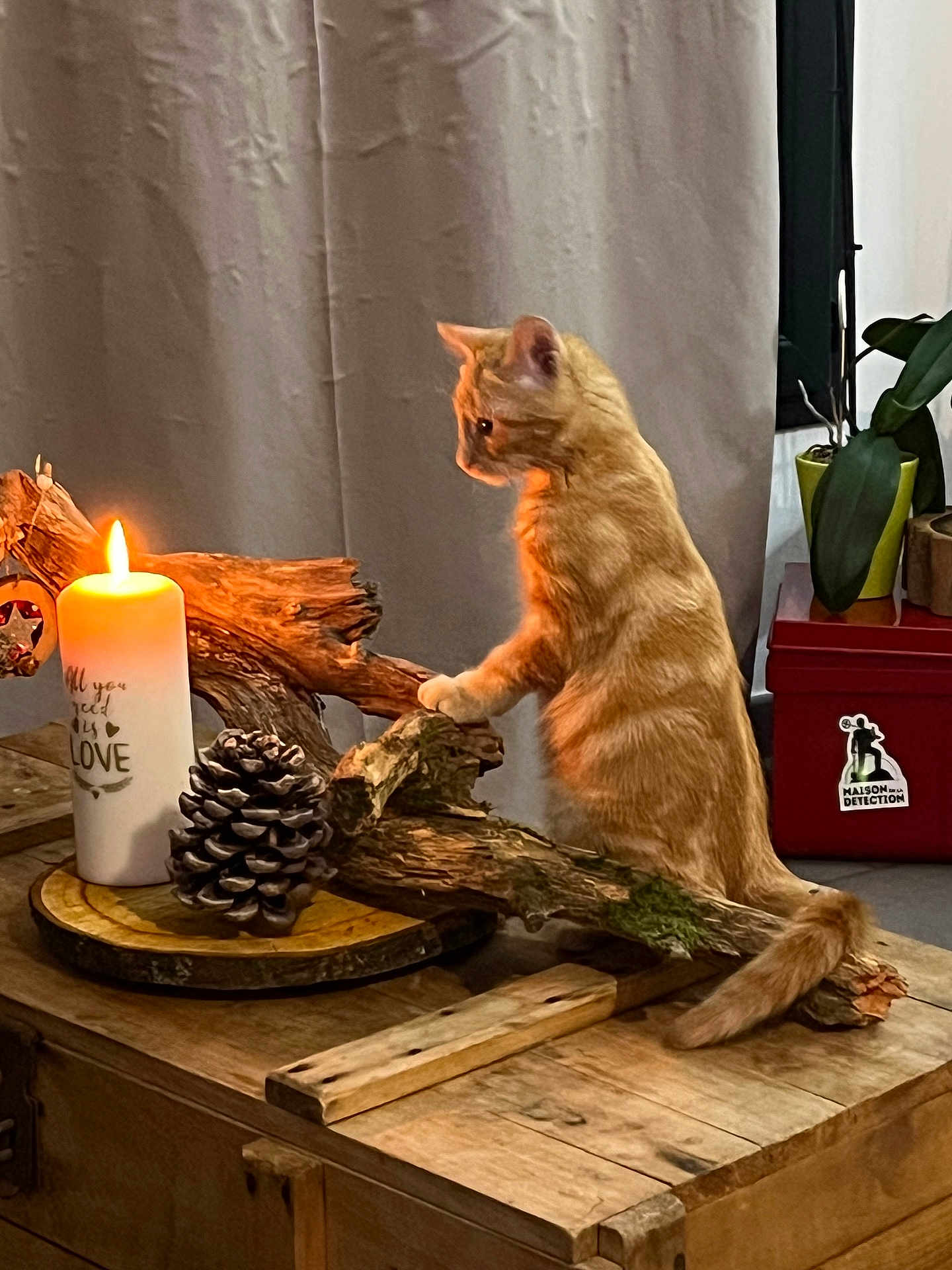 Michka participe au concours pour gagner de l'argent avec cette photo : cat, kitten, orange_cat, candle, pinecone, wood, rustic, table, indoor, plant, curious, pet, feline, decor, cozy, lighting, driftwood, orange, furniture, home