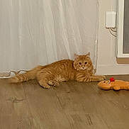 Baloo participe au concours pour gagner de l'argent avec cette photo : cat, orange_cat, fluffy_cat, wooden_floor, curtain, plush_toy, gingerbread_man_toy, indoor, pet, animal, flooring, relaxed, feline, toy, domestic_animal, home_interior, curious, lying_down, red_bow, heater