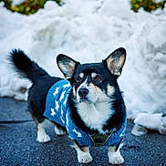 Umberto a rejoint le concours — aidez-le/la à gagner de superbes lots ! dog, corgi, pet, animal, snow, winter, sweater, outdoor, pavement, canine, fur, ears, tail, black, white, brown, cute, small, walking, cold