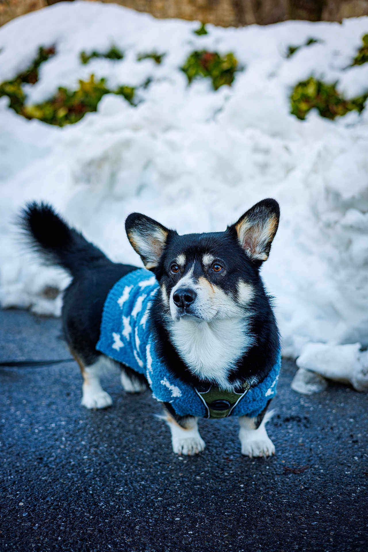 Umberto a rejoint le concours — aidez-le/la à gagner de superbes lots ! dog, corgi, pet, animal, snow, winter, sweater, outdoor, pavement, canine, fur, ears, tail, black, white, brown, cute, small, walking, cold