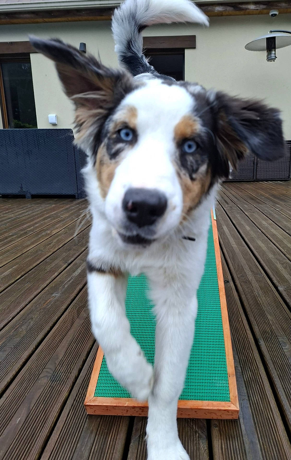 Aïko participe au concours pour gagner de l'argent avec cette photo : animal, blue_eyes, canine, close_up, dog, ears, fun, furry, green_surface, house, lamp, outdoor, pet, playful, puppy, tail, walking, window, wooden_deck, young_dog