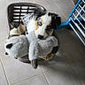 Aïko participe au concours pour gagner de l'argent avec cette photo : animal, basket, blue_eyes, cozy, cute, dog, domestic, firewood, floor_tiles, furniture, home, indoor, laundry_basket, pet, pet_care, playful, plush_toy, puppy, resting, toy