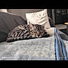 Kaysu a rejoint le concours — aidez-le/la à gagner de superbes lots ! cat, tabby_cat, sleeping, blanket, couch, pillow, indoor, pet, feline, resting, cozy, striped, fur, home, relaxation, living_room, animal, cute, domestic_animal, comfort