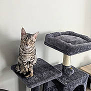 Kaysu participe au concours pour gagner de l'argent avec cette photo : cat, tabby, cat_tree, pet, indoor, furniture, gray, plush, animal, domestic_cat, perched, curious, sitting, pom_pom, multi_level, home, floor, chair, white_wall, calm