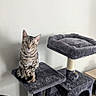 animal, calm, cat, cat_tree, chair, curious, domestic_cat, floor, furniture, gray, home, indoor, multi_level, perched, pet, plush, pom_pom, sitting, tabby, white_wall