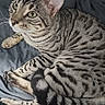 Kaysu a rejoint le concours — aidez-le/la à gagner de superbes lots ! cat, tabby_cat, pet, animal, feline, striped, whiskers, ears, eyes, paws, tail, fur, bed, blanket, indoor, resting, alert, cute, domestic_animal, sleepy