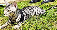Kaysu a rejoint le concours — aidez-le/la à gagner de superbes lots ! cat, harness, leash, grass, outdoor, pet, animal, spotted, alert, person, footwear, sandals, stroller, greenery, lawn, sunlight, resting, side_view, domestic_cat, nature