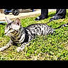 alert, animal, cat, domestic_cat, footwear, grass, greenery, harness, lawn, leash, nature, outdoor, person, pet, resting, sandals, side_view, spotted, stroller, sunlight