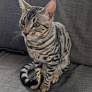 Kaysuke participe au concours pour gagner de l'argent avec cette photo : cat, tabby, striped, pet, animal, feline, sitting, couch, gray, fur, whiskers, ears, indoor, curious, domestic, mammal, closeup, portrait, home, relaxed