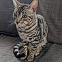 cat, tabby, striped, pet, animal, feline, sitting, couch, gray, fur, whiskers, ears, indoor, curious, domestic, mammal, closeup, portrait, home, relaxed